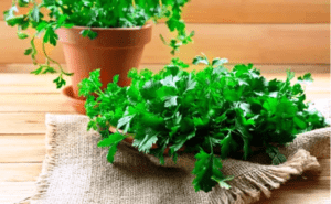 Кінза - вирощування