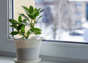 Лавр - вирощування