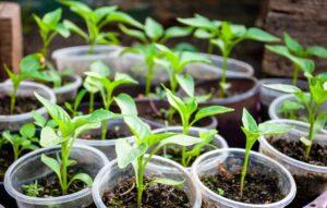 Коли садити перець на розсаду в січні 2022 року за місячним календарем