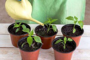 Полив розсади перців