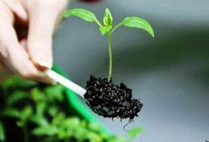 Пікіровка розсади перцю