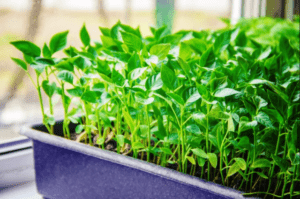 Як сходять насіння перцю в січні