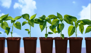 Посадка перцю на розсаду в домашніх умовах