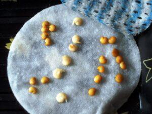 Підготовка насіння перцю до посіву на розсаду