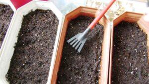 Посів перцю в ящики - фото