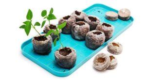 Вирощування перцю в торф'яних таблетках