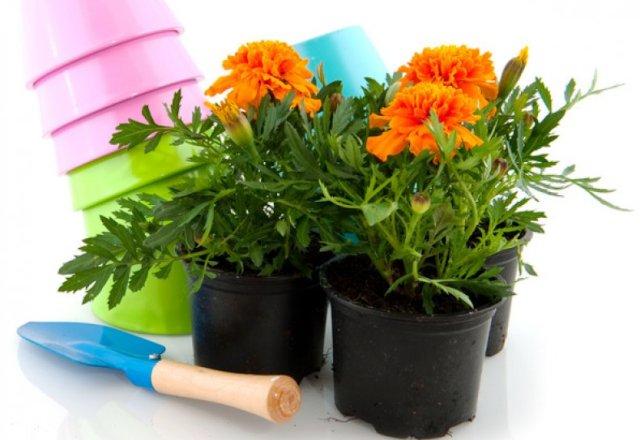 Чорнобривці: користь, посів, посадка й агротехніка