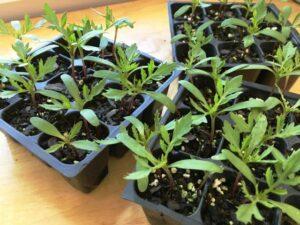 Сприятливі дні для посадки чорнобривців в 2022 році