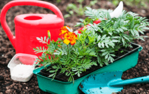 Коли садити чорнобривці в залежності від регіону?