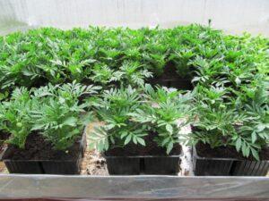 Вибір ємності для росади чорнобривців