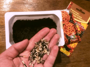 Підготовка насіння на розсаду чорнобривців - фото.