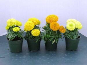 Особливості догляду за квітами - чорнобривцями