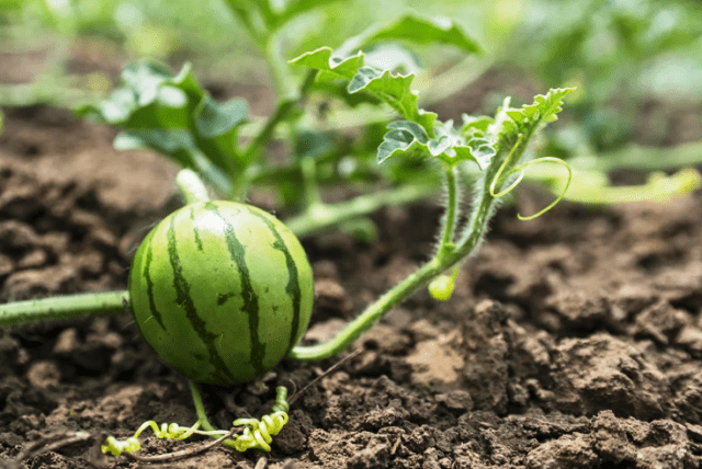 Коли садити кавун на розсаду в 2022 році за місячним календарем: сприятливі дні для посіву насіння кавунів Кавун: вирощування з насіння розсадою, посадка й догляд
