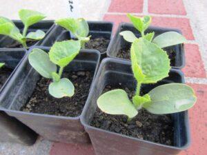 Кращі сорти кавунів, які садять розсадою