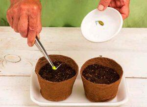 Підготовка насіння і грунту для посадки кавунів