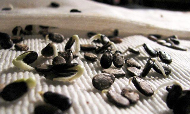 Передпосівна підготовка насіння