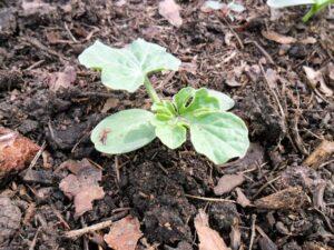 Посадка кавуна у відкритий грунт