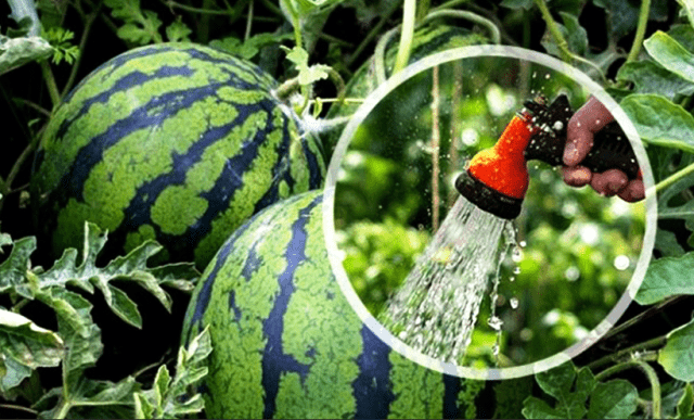 Догляд за кавуном після посадки