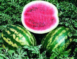 «Кримсон Світ» - сорт кавуна - фото.