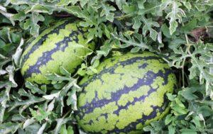 «Селянин» - вид кавуна