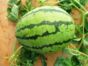 «Шапка імператора» - сорт кавуна