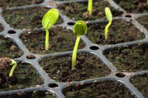 Посадка кавуна на півночі