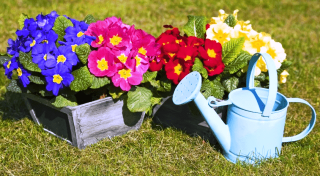 Садова примула: посадка і догляд у відкритому грунті