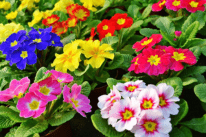 Сприятливі дні для посадки примули в 2022 році за місячним календарем