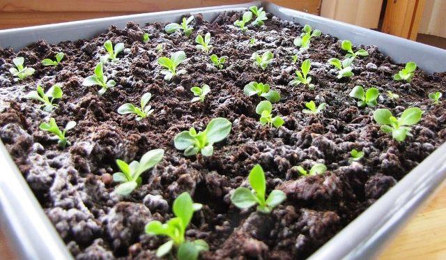 Посів примули на розсаду в 2022 році