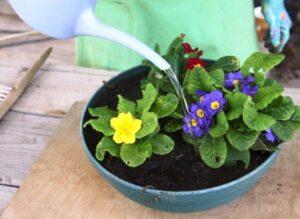 Здійснення поливу примули