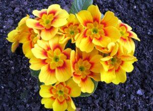 Схема посадки примули