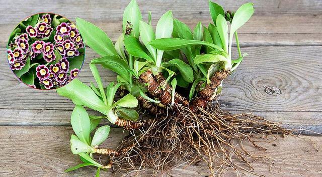 Розмноження примули