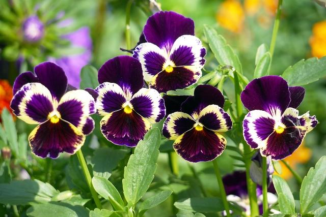 Віола: посадка і догляд у відкритому грунті, вирощування