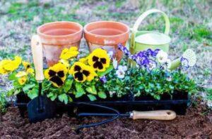 Коли садити віолу на розсаду і у відкритий грунт в 2022 році