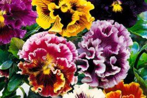 Рококо мікс - розсада віоли