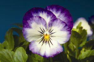 Рогата - вид віоли