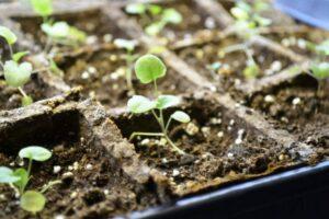 Вибір і підготовка грунту до розсади віоли