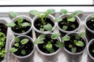 Догляд за розсадою віоли