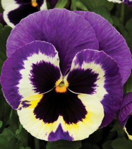 Віттрока - квітка віола - фото