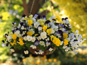 Ампельна - вид віоли