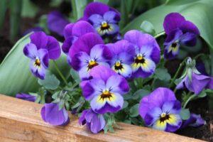 Швейцарські гіганти - вид віоли