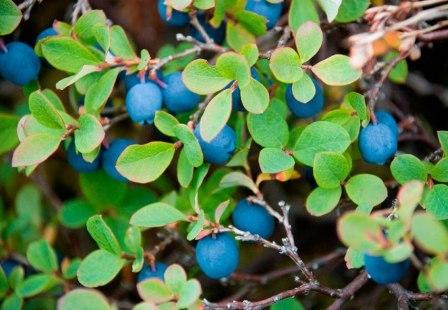Лохина садова: посадка і догляд, вирощування в саду, сорти з описом