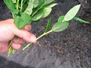 Живцевий спосіб розмноження лохини