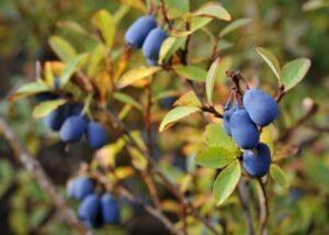 Догляд за лохиною восени