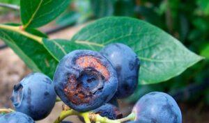 Чим хворіє лохина та її паразити