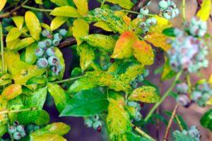 Лохина садова: посадка і догляд, вирощування в саду, сорти з описом