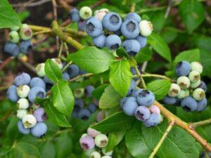 Кращі сорти лохини для вирощування в Україні