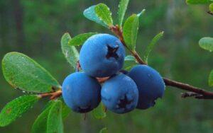Корисні властивості лохини та чорниці