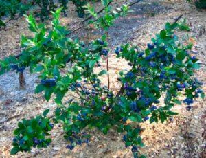 Коли садити лохину і як доглядати за кущем