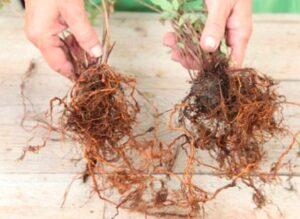 Размножают голубику и делением куста